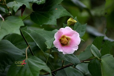 樹芙蓉|木芙蓉